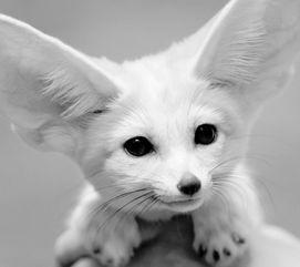 狍子先生爆料视频播放全集,背后惊人真相大曝光 第3张 狍子先生爆料视频播放全集,背后惊人真相大曝光 第3张