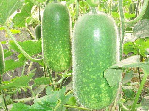 娱乐吃瓜场地图片高清,一场视觉盛宴的幕后揭秘  第2张